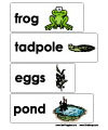 activities this lesson is about parts of a frog and its life cycle