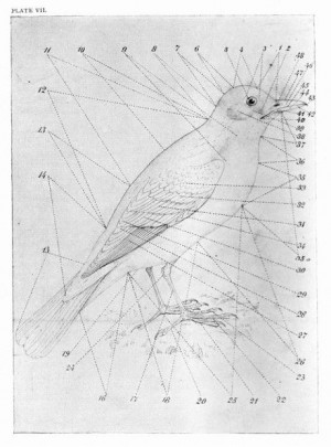 Topology of a bird