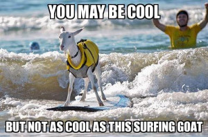 You May Be Cool But Not As This Surfing Goat