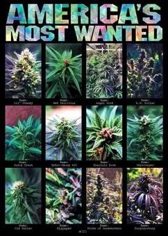 Americas Most Wanted Weed Image