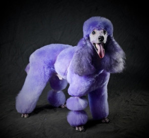 NEW FAVORITE POST – POODLE AWESOMENESS!!!