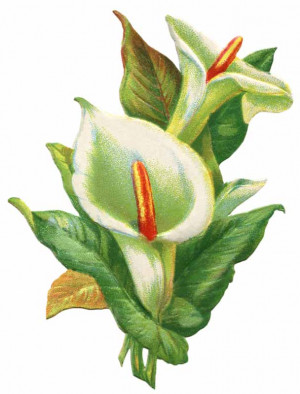 Easter Lily Clipart | quotes.
