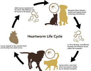 New Information On Heartworm Prevention - Labradors.com