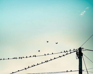 birds on a wire large photography 20x30 fine art photography birds ...