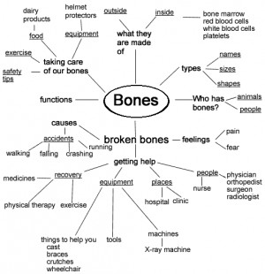 Bone Study Guide