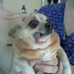 Tag Archives: haliriuos dogs faces