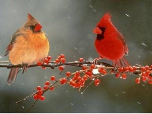 male female cardinal bird female and male cardinal the male cardinal ...