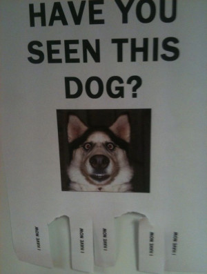 Have you seen this dog I have now -