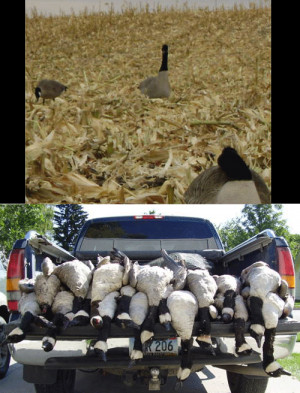 Related Pictures birds poutry goose hunting nest eggs species animal ...