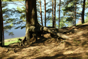 209400__nature-pine-tree-roots-river-beach-forest-trees-morning-walk_p ...