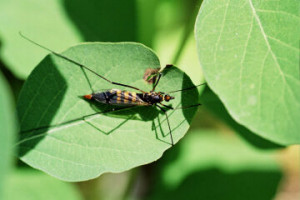 augusti rerum gestarum memoria ita clare