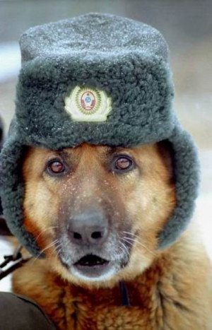 ... dogs with stylish hats. M sure these dogs make their owners proud