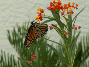 monarch butterfly 1.jpg