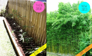 . Gracilis bamboo is a clumping variety rather than a running bamboo ...