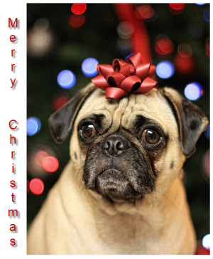 Merry Christmas Present Pug [cute card]