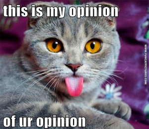 Your opinions doesn’t matter to this cat
