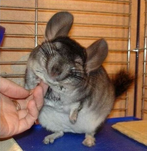 cute chinchilla being tickled