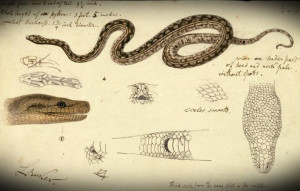 Victorian era taxonomic watercolour of a Carpet Python from the