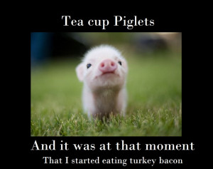 Teacup Pigs Teacup piglets by defseattle
