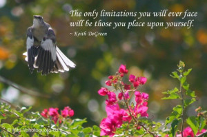 Bird quotes sayings, bird quotes and sayings