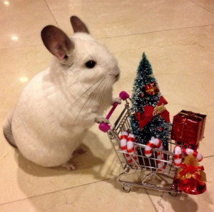 Christmas cute natal chinchilla Navidad