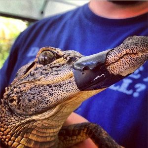 Florida Everglades Alligators