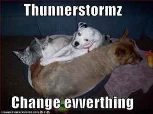 funny animals during a thunderstorm