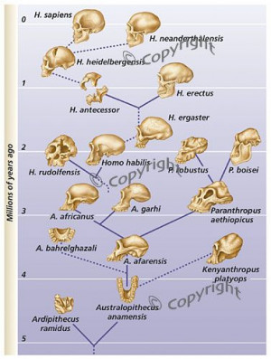Hominid evolutionary tree: Following Lex, Ontstaan Vans, Proto Human ...