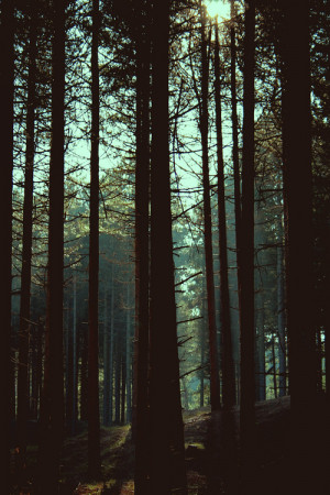 photography hipster landscape trees indie nature forest Woods