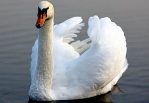 The Ugly Duckling As A Swan