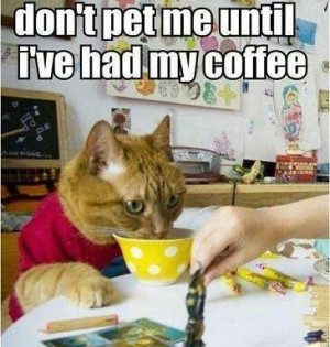 cat and his coffee