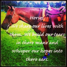 horse quotes more best friends horses 3 schools life hors quotes hors ...