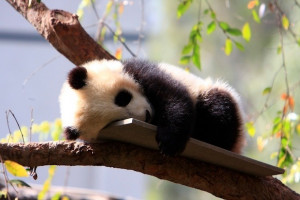 Google Panda Update Rolls Out With New Signals