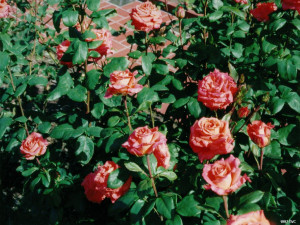 Rose garden wallpaper, rose wallpaper