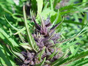 purple marijuana plants