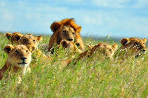 Latest News on Asiatic Lion