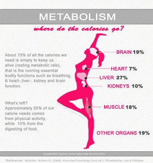 Metabolism – Where do the Calories Go?