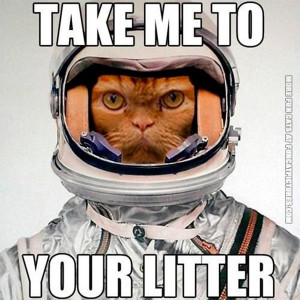 funny-cat-pics-take-me-to-your-litter