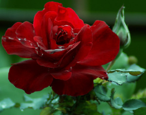 ... poetic beauty of roses and flowers:Inspirational quotes and pictures