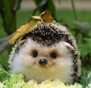 Loveable Hedgehog
