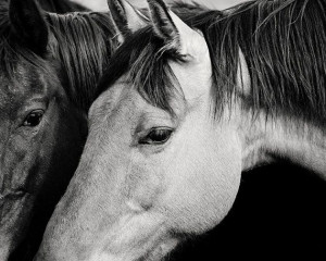 Black and White Horses Snuggle 8x10 photography by ApplesAndOats, $25 ...