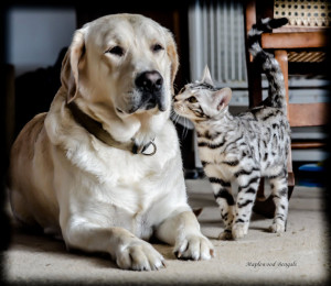 Bengal Kittens Love Awesome Labrador! Superb Lab Video!