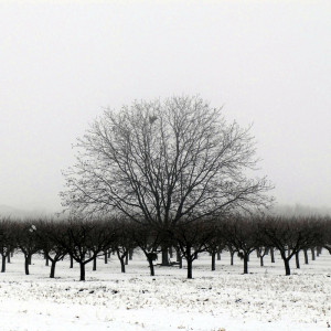 winter-trees-black-and-white-1024x1024-ipad-wallpapers.co.jpg