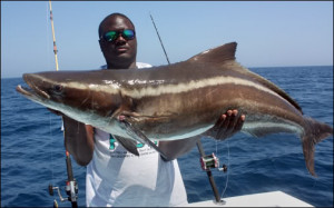 Cobia Fish Larry mcguire/show me the fish