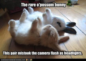 Funny Possum Jokes Opossum bunny