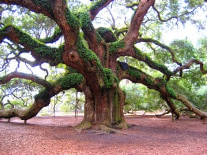 To the great tree-loving fraternity we belong. We love trees with ...