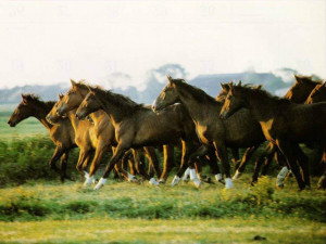 wallpaper de caballos salvajes imagen de caballos salvajes foto de