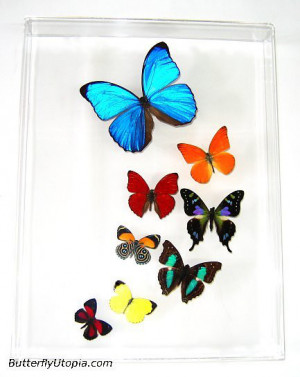 Butterflies Wallpaper Border