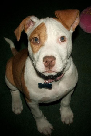 Gallery For Cute Pitbull Dog Quotes