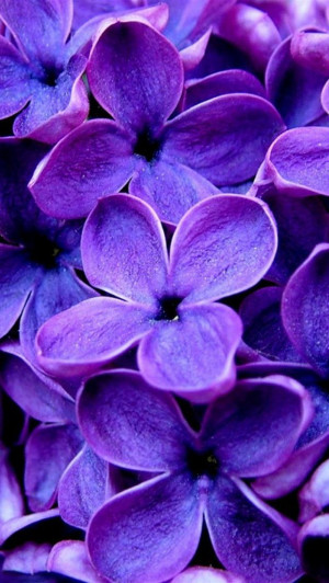 640x1136 hd Purple flowers iphone 5 wallpapers backgrounds